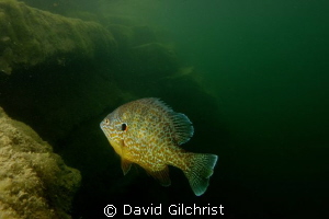 Colourful Pumpkinseed Sunfish with wide-angle, in local q... by David Gilchrist 